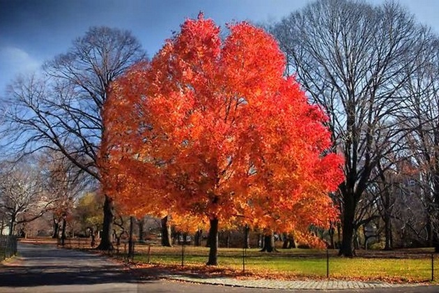 Fall Season in Central Park NYC