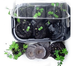 Mimosa pudica plant glowing kit