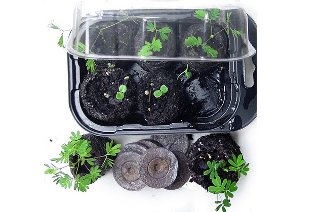 Mimosa pudica plant glowing kit