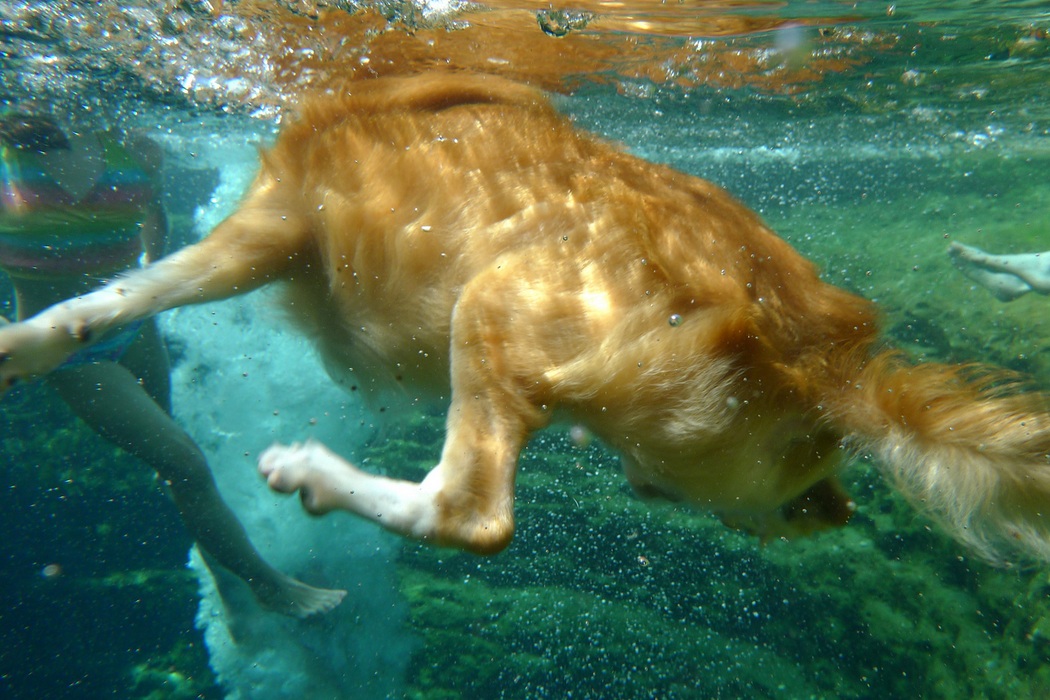 Jacobs Well Texas Most Dangerous Diving Spot (2)