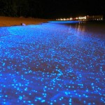 Glowing Beach Awash at Vaadhoo Island in Maldives (1)