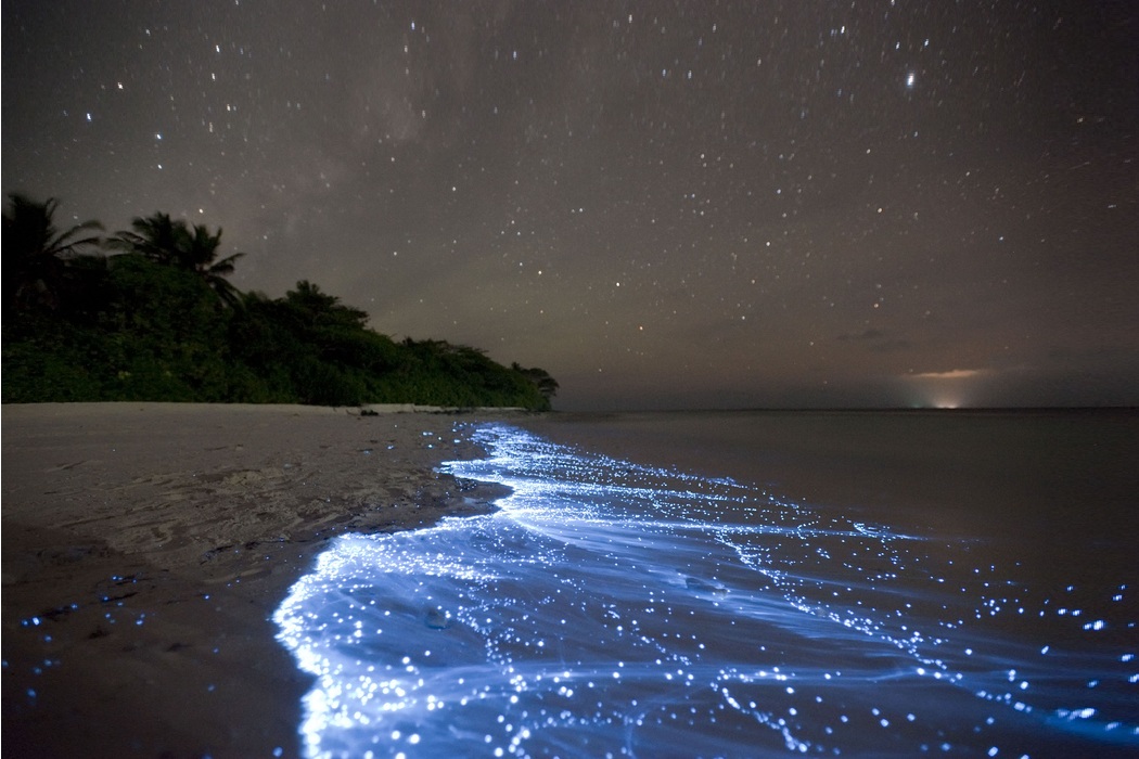Glowing Beach Awash at Vaadhoo Island in Maldives (3)