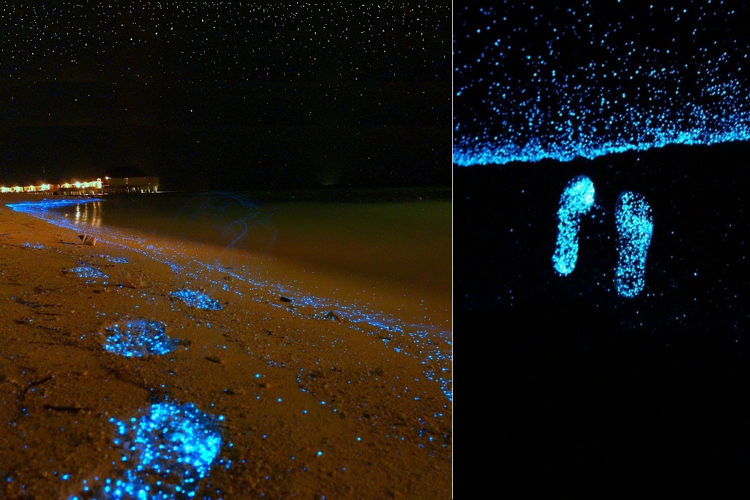 Glowing Beach Awash at Vaadhoo Island in Maldives (4)