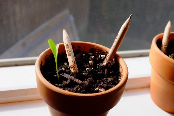 Sprout – A Pencil That Grows