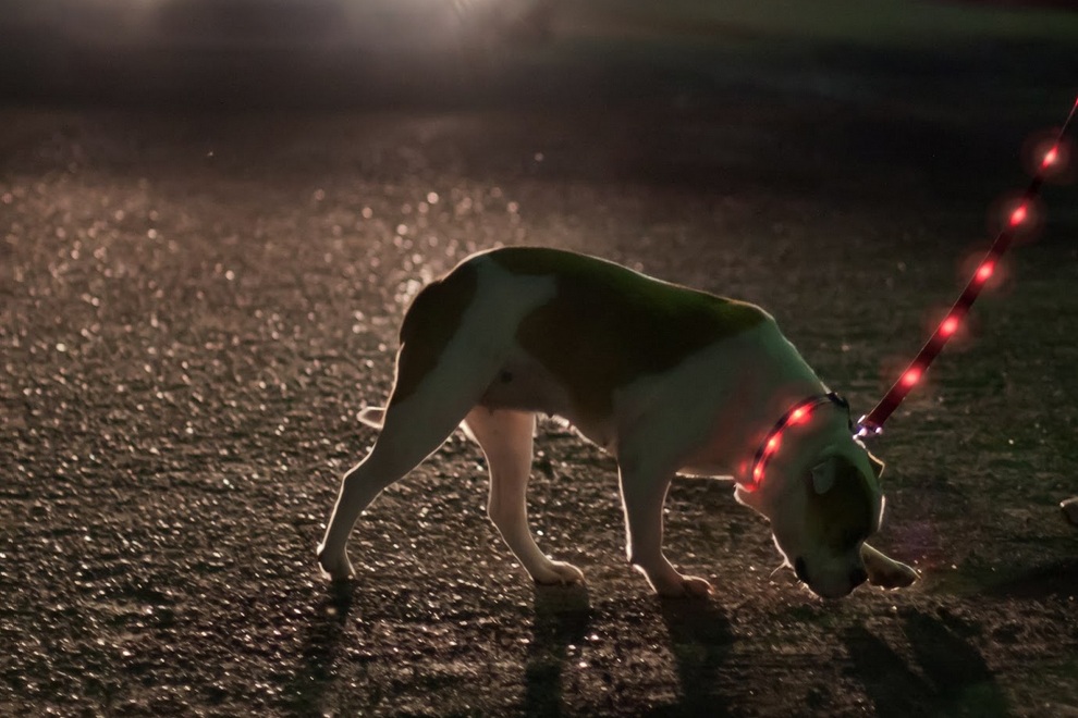 LED Lighted Dog Leash Collar By Dog-E-Glow