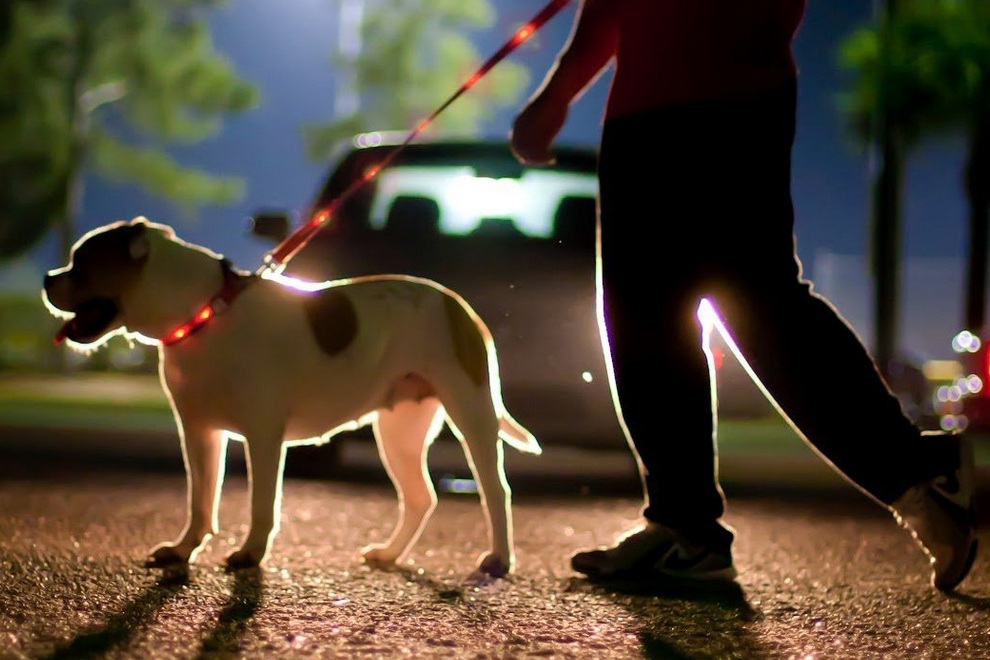 LED Lighted Dog Leash Collar By Dog-E-Glow