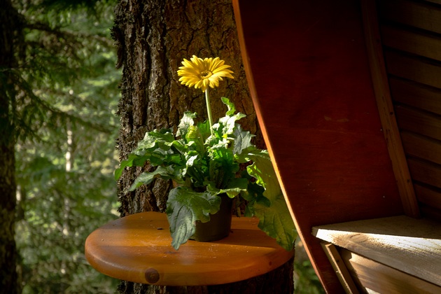 Secret HemLoft Tree House An Egg in a Tree