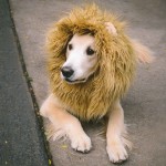 Do You Want A Pet Lion Dog