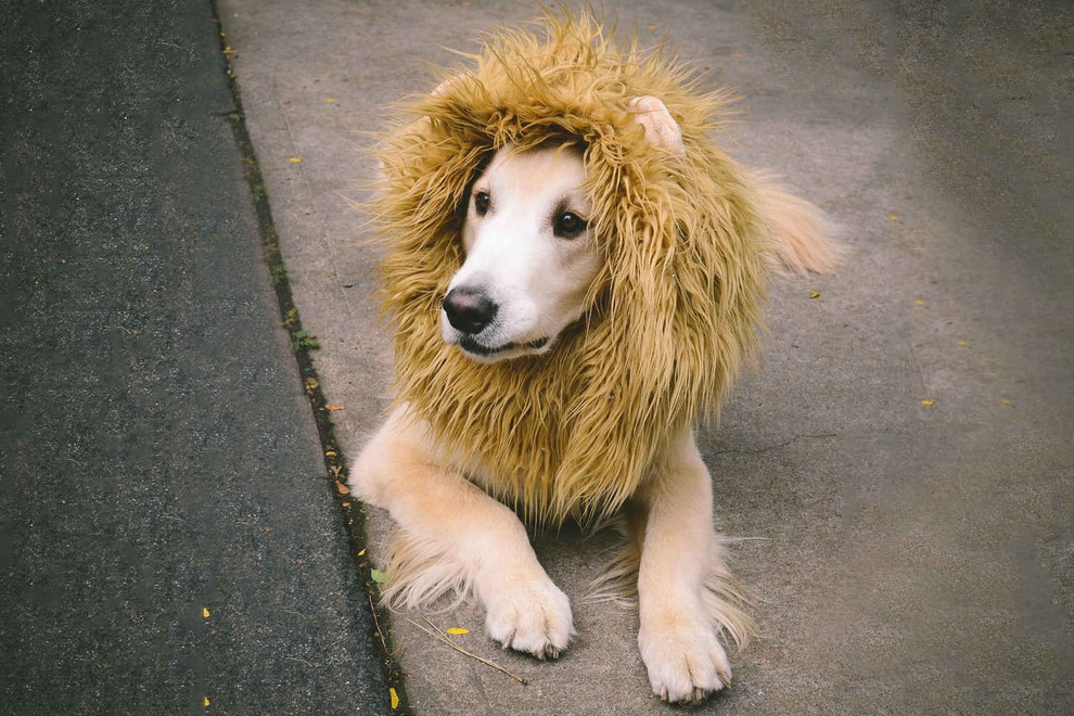 Do You Want A Pet Lion Dog