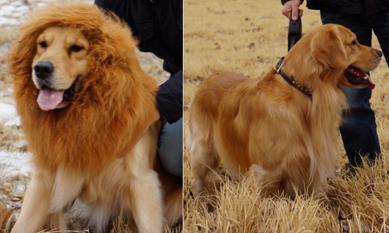 Do You Want A Pet Lion Dog