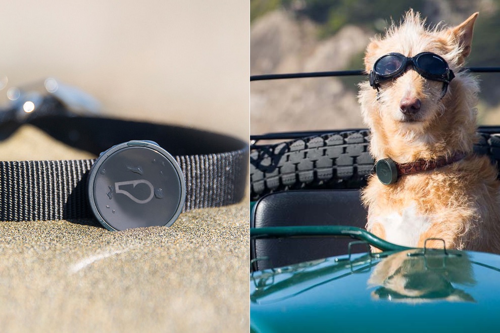 Keep Your Pup In Check With WhistleGPS Dog Monitor