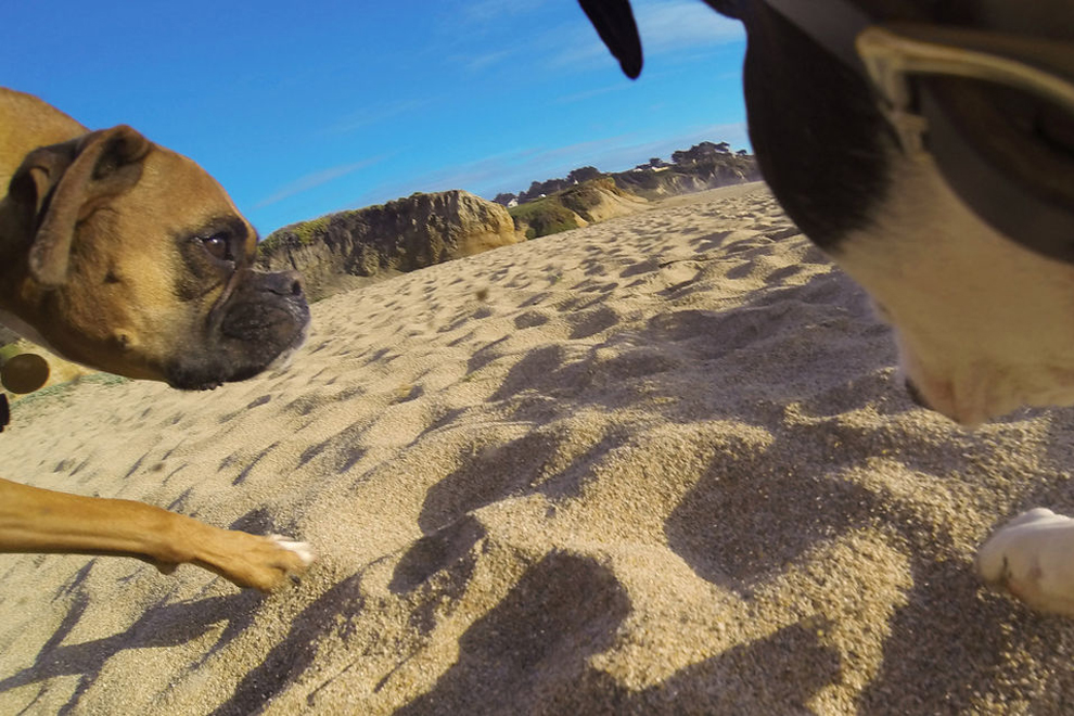 GoPro Fetch (4)