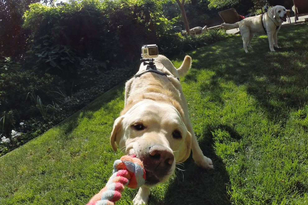 GoPro Fetch (3)