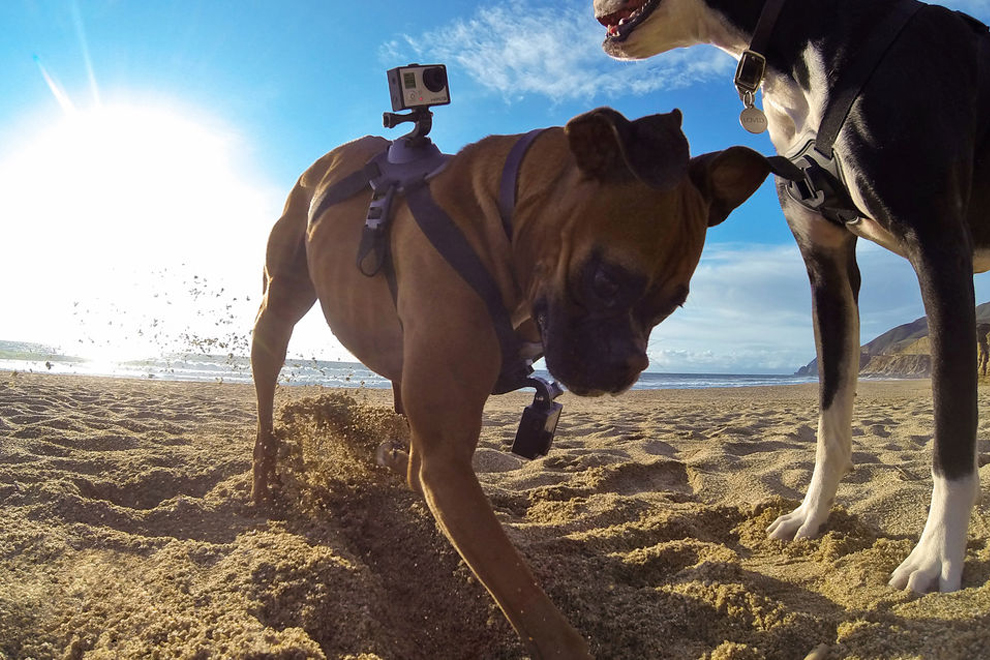 GoPro Fetch (2)