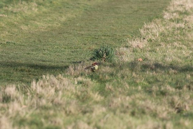 This Photography of Weasel on Woodpecker is Mindblowing