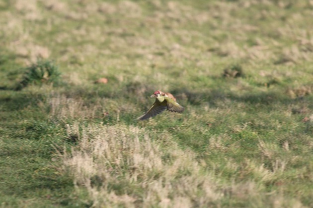 This Photography of Weasel on Woodpecker is Mindblowing