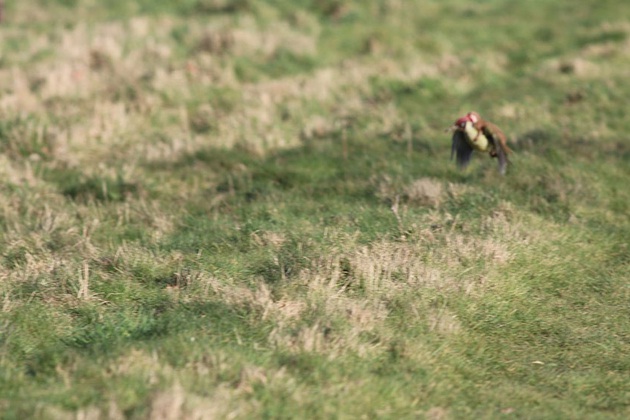 This Photography of Weasel on Woodpecker is Mindblowing