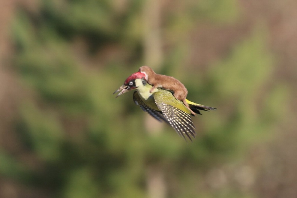 This Photography of Weasel on Woodpecker is Mindblowing