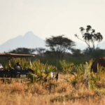 Kenya Wildlife Safari An Experience You Will Never Forget (4) (3)